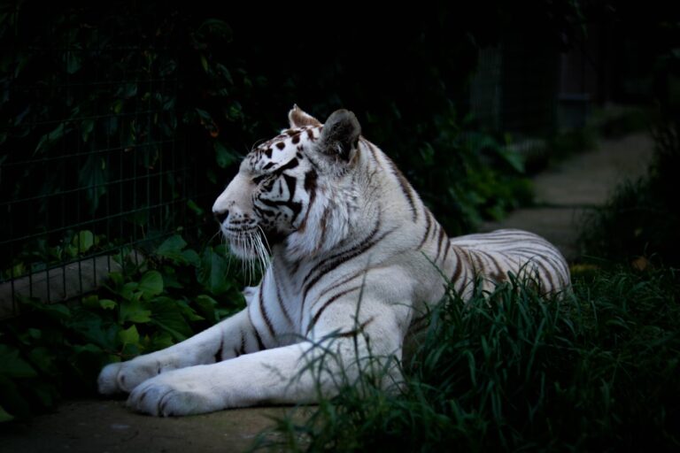 Photo Tiger smoking