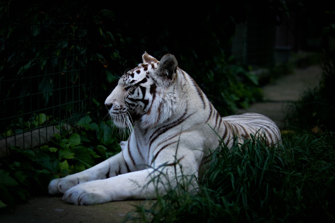 Photo Tiger smoking