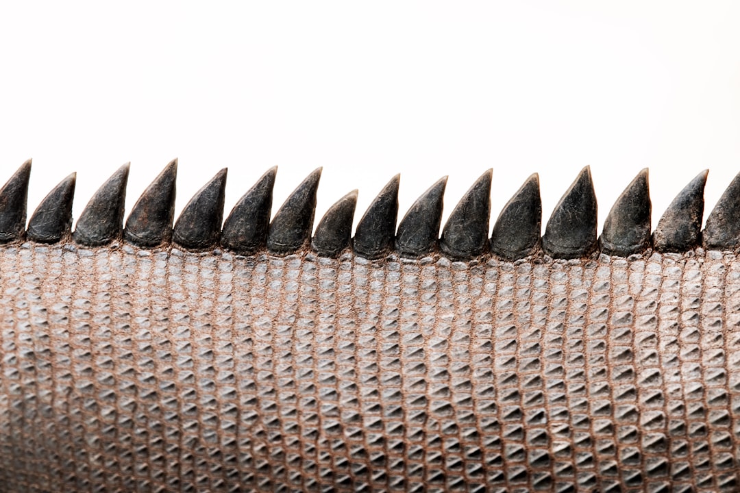 Photo Crocodile skin